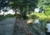 Pond of Gram Panchayat Dumaria